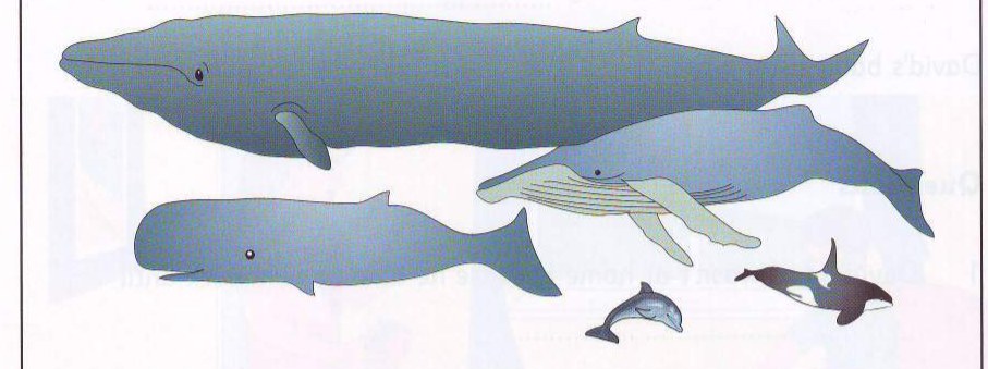 Whales in the sea