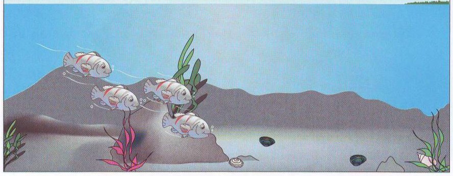 Fish and an octopus under the sea