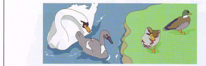 Ducks and swans