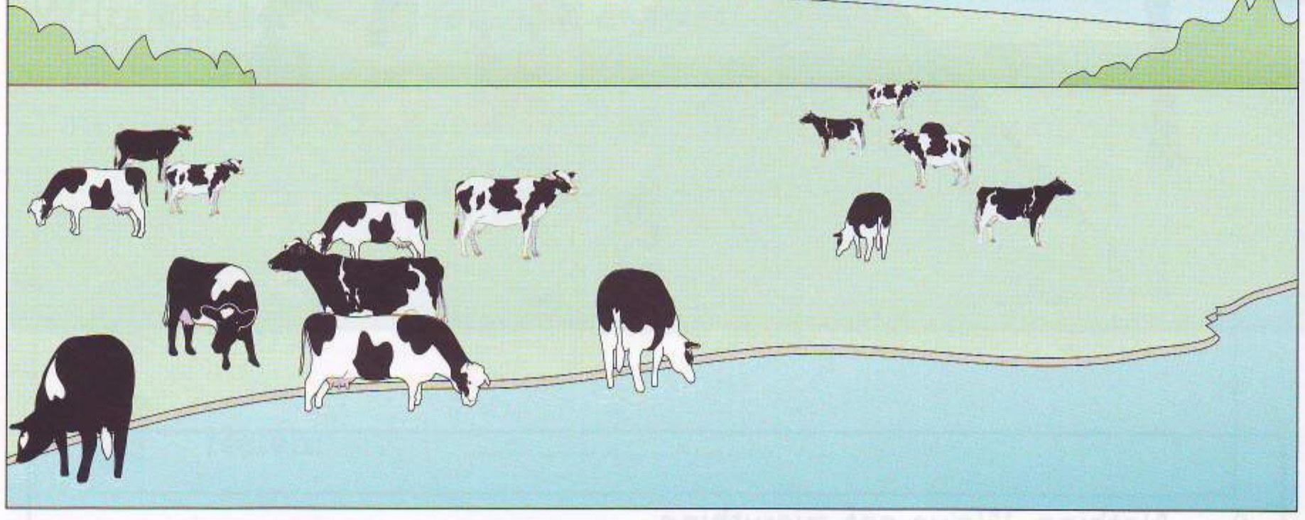 A river with cows on a farm