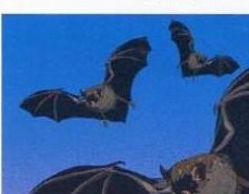 Three black bats flying against a purple night sky