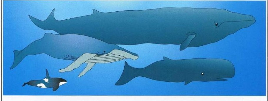 Several large whales of different kinds swimming underwater in the blue sea, including a small black-and-white orca