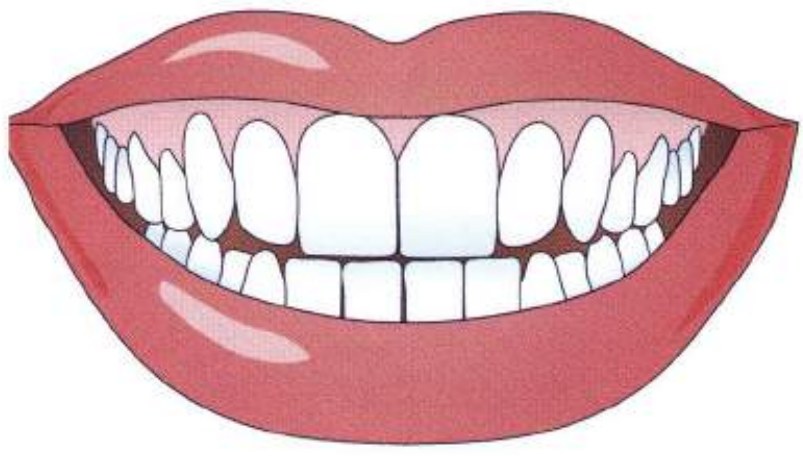 Teeth
