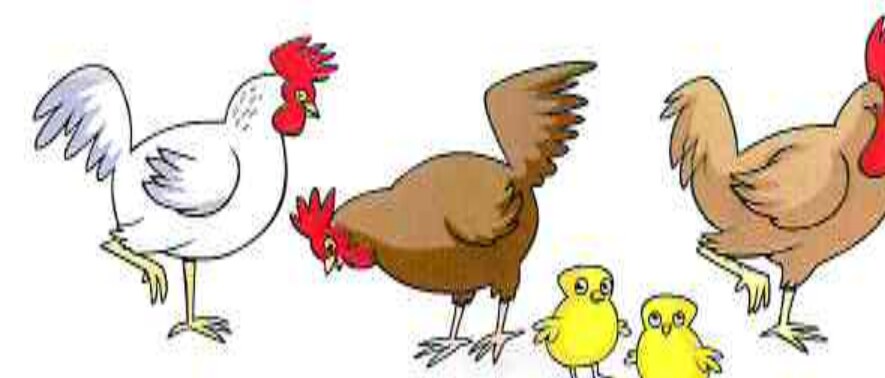 Chickens