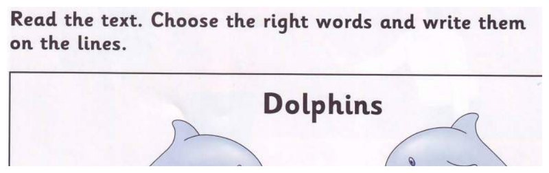 Two dolphins