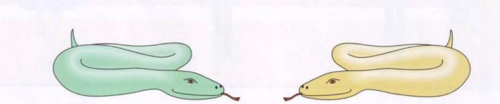 Two snakes