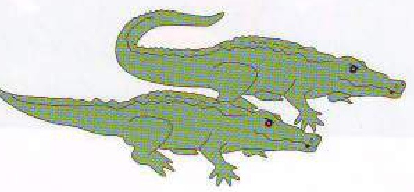 A crocodile