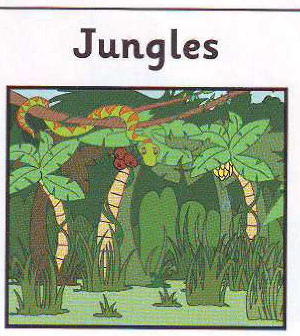 A jungle