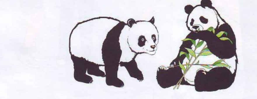 Two pandas