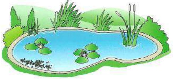 Water plants in a pond