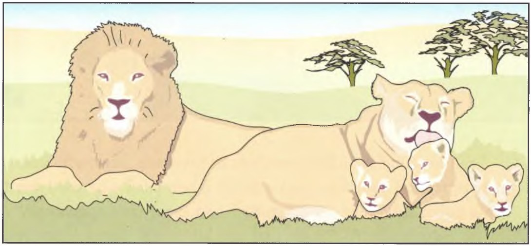 Two lions resting in a hot place