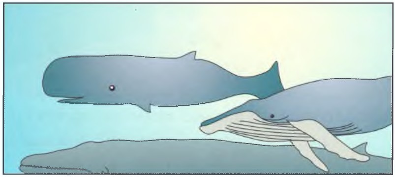 A whale in the sea