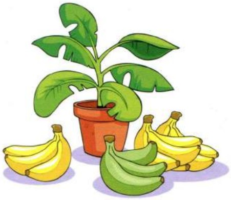 A banana plant