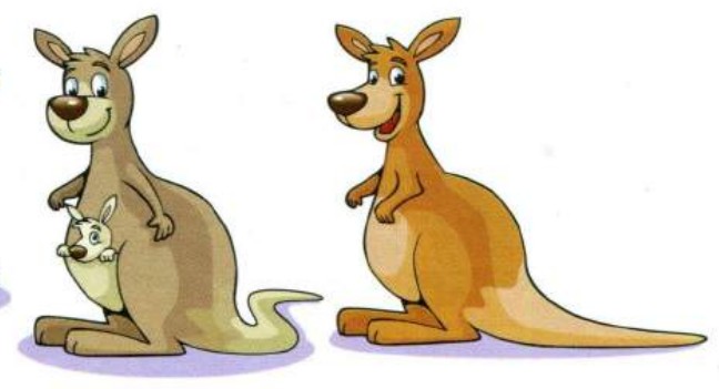 Two kangaroos