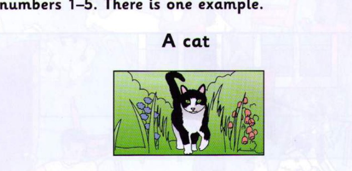 A cat