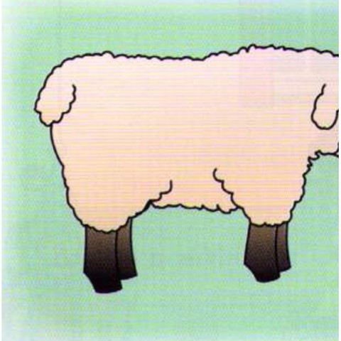 Example 1: sheep