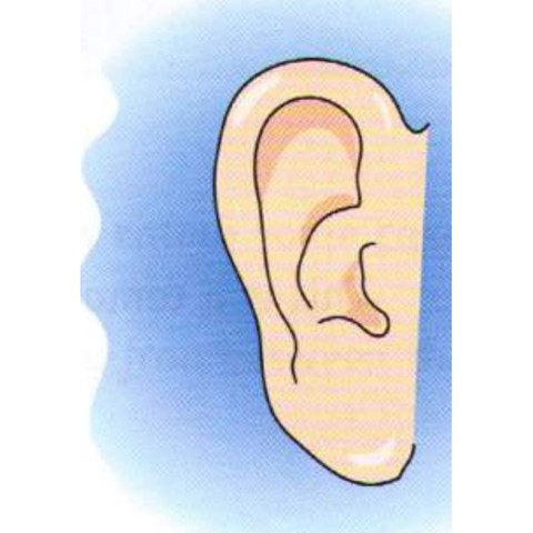 Example 2: ear