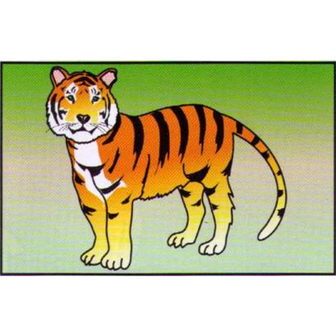 A tiger