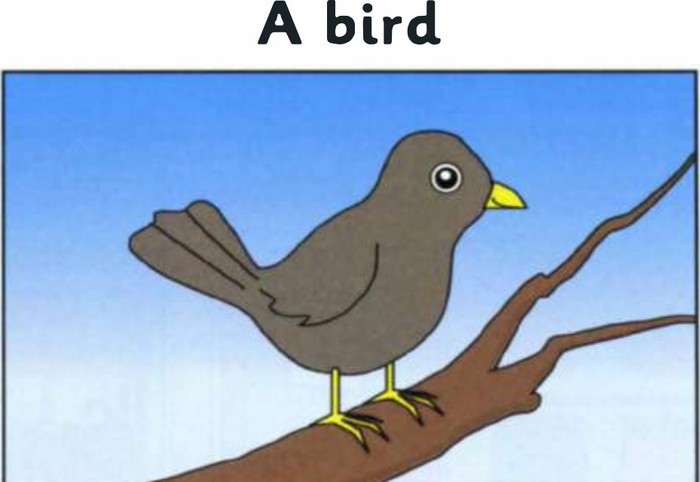 A bird