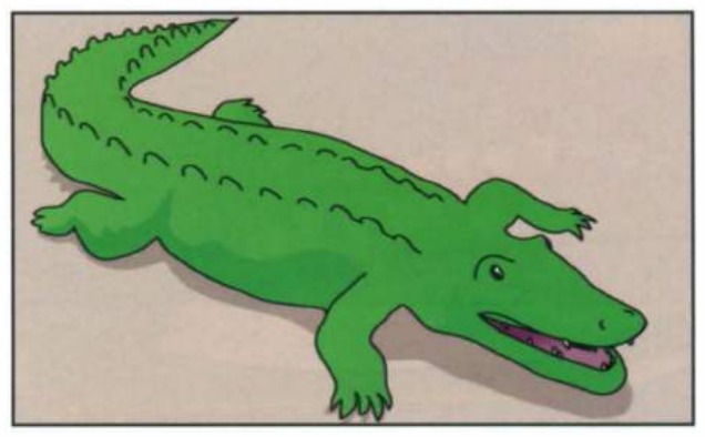 A crocodile