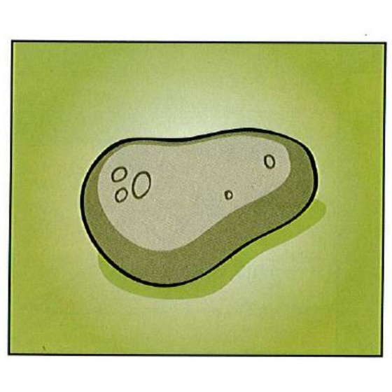 Example 1: potato