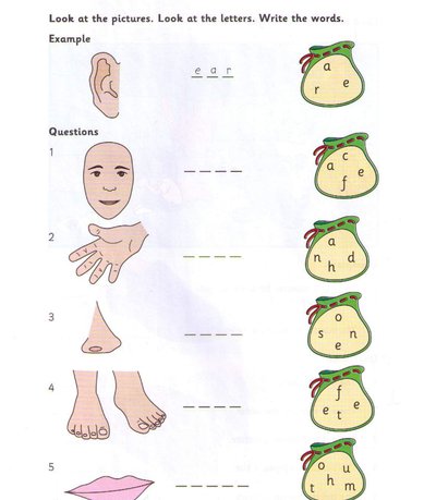 Part 3 body parts