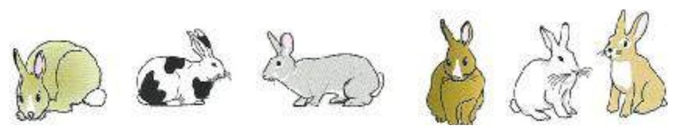 Six rabbits - Mrs Wright's Rabbit